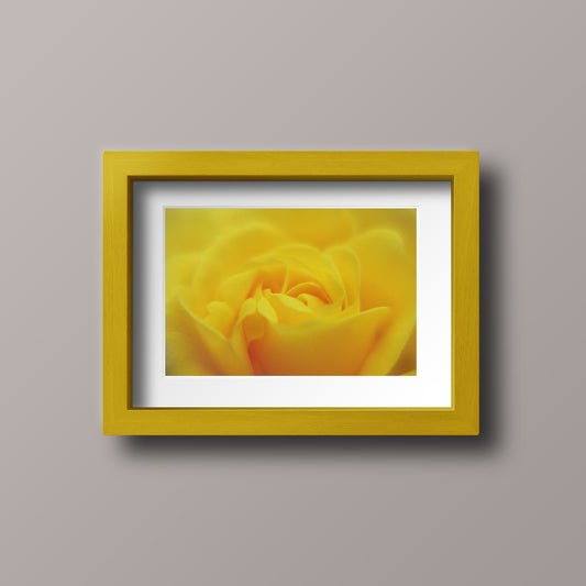 Macro Close Up photograph of yellow rose bloom Spring. Yellow. Calm. Tranquil. Petals.