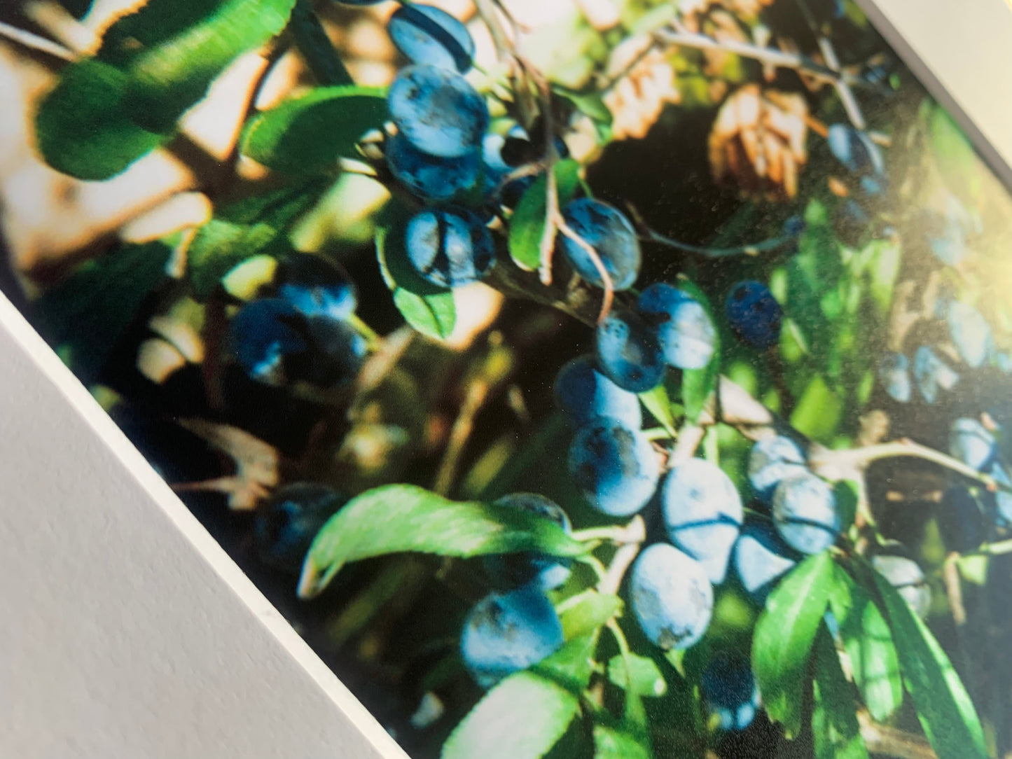 7”x5” - Wild Blueberries [Satin Finish]